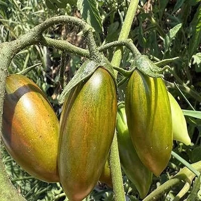 بذر گوجه زیتونی ببری زرد درختی (بسته 15 عددی) کد 2082