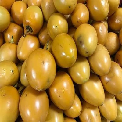 بذر درخت تاماریلو طلایی (بسته 25 عددی) کد 2073