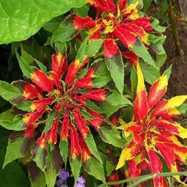 بذر آمارانتوس پابلند برگ پهن ابلق (بسته 1 گرمی) کد 2134