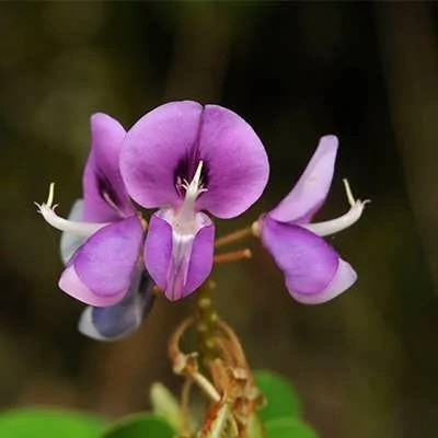 بذر گیاه رقصنده (بسته 5 عددی) کد 1590