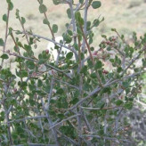 بذر کاروان کش (بسته 10 عددی) کد 1888