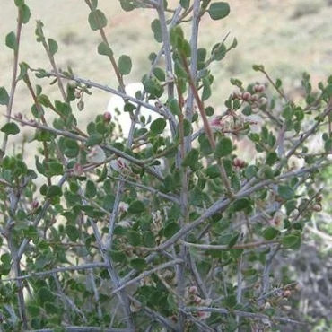 بذر کاروان کش (بسته 10 عددی) کد 1888