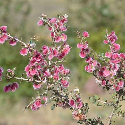بذر کاروان کش (بسته 10 عددی) کد 1888