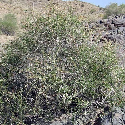 بذر کاروان کش (بسته 10 عددی) کد 1888