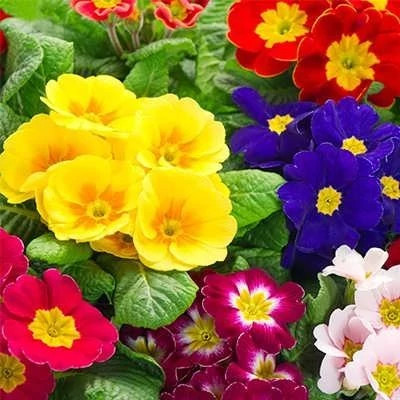 بذر گل پامچال میکس (بسته 20 عددی) کد 1525