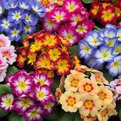 بذر گل پامچال میکس (بسته 20 عددی) کد 1525
