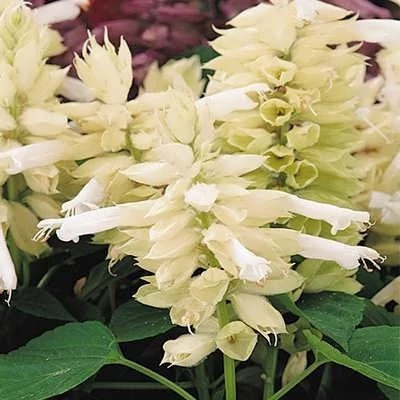 بذر گل سلوی سفید (بسته 1 گرمی) کد 1478