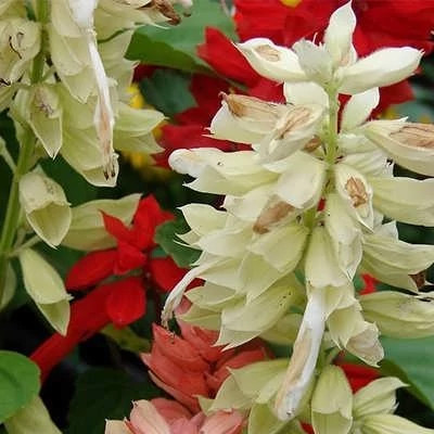 بذر گل سلوی سفید (بسته 1 گرمی) کد 1478