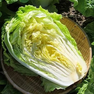 بذر کلم چینی (بسته 30 عددی) کد 702