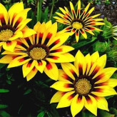 بذر گل گازانیا زرد (بسته 1 گرمی) کد 210
