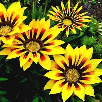 بذر گل گازانیا زرد (بسته 1 گرمی) کد 210