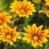 بذر گل گازانیا زرد (بسته 1 گرمی) کد 210