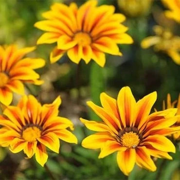 بذر گل گازانیا زرد (بسته 1 گرمی) کد 210