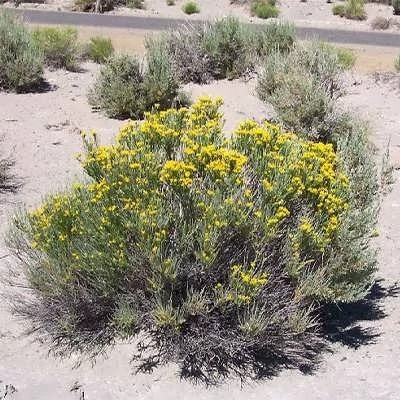 بذر خاکشیر (بسته 5 گرمی) کد 052