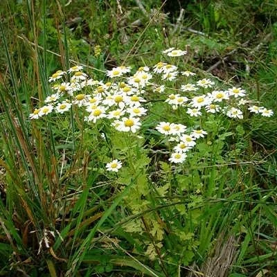 بذر مخلصه (بابونه کبیر) (بسته 1 گرمی) کد 554