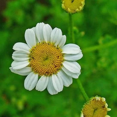بذر مخلصه (بابونه کبیر) (بسته 1 گرمی) کد 554