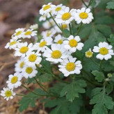 بذر مخلصه (بابونه کبیر) (بسته 1 گرمی) کد 554