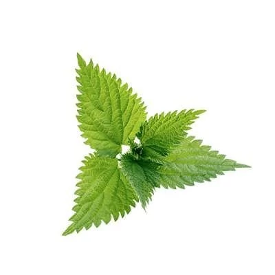 بذر گزنه (بسته 1 گرمی) کد 566