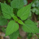 بذر گزنه (بسته 1 گرمی) کد 566