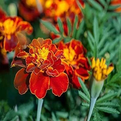 بذر گل جعفری پاکوتاه گلریز پرگل (مینیاتوری) قرمز مایل به قهوه ای (بسته 1 گرمی) کد 2163