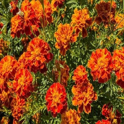 بذر گل جعفری پاکوتاه گلریز پرگل (مینیاتوری) قرمز مایل به قهوه ای (بسته 1 گرمی) کد 2163