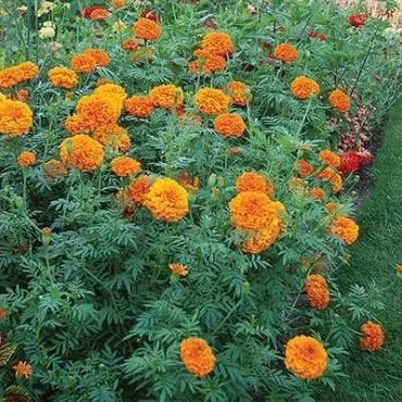 بذر گل جعفری پابلند پرپر گل درشت نارنجی (بسته 1 گرمی) کد 2172