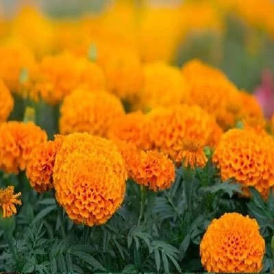 بذر گل جعفری پابلند پرپر گل درشت نارنجی (بسته 1 گرمی) کد 2172
