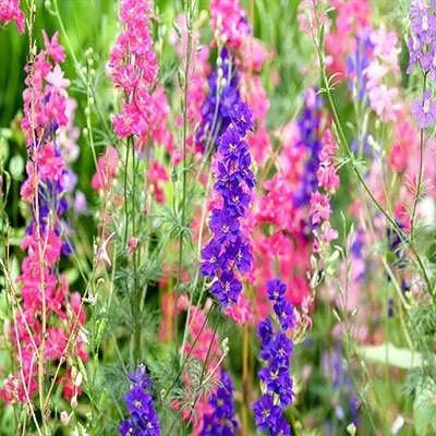 بذر گل زبان در قفا (دلفینیوم) پامتوسط پرپر الوان (بسته 1 گرمی) کد 2184