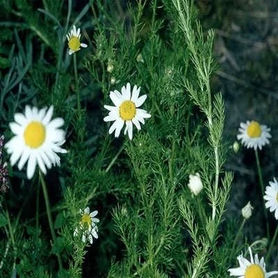 بذر بابونه زینتی پامتوسط پر گل زرد و سفید (بسته 1 گرمی) کد 2145