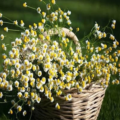 بذر بابونه زینتی پامتوسط پر گل زرد و سفید (بسته 1 گرمی) کد 2145