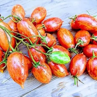 بذر گوجه زیتونی ببری قرمز درختی (بسته 25 عددی) کد 2083