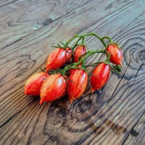 بذر گوجه زیتونی ببری قرمز درختی (بسته 25 عددی) کد 2083