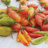 بذر گوجه زیتونی ببری قرمز درختی (بسته 25 عددی) کد 2083