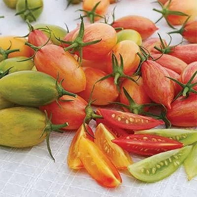 بذر گوجه زیتونی ببری قرمز درختی (بسته 25 عددی) کد 2083