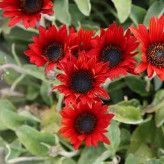 بذر گل آرکوتوتیس (مینا آفریقایی) (بسته 1 گرمی) کد 1233