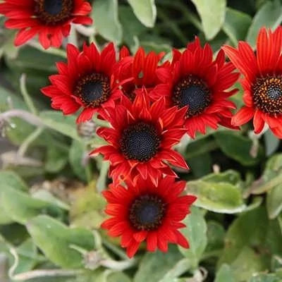 بذر گل آرکوتوتیس (مینا آفریقایی) (بسته 1 گرمی) کد 1233