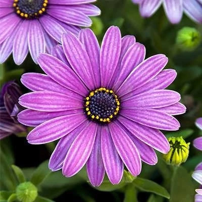 بذر گل آرکوتوتیس (مینا آفریقایی) (بسته 1 گرمی) کد 1233