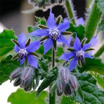 بذر گل گاوزبان اروپایی (بسته 1 گرمی) کد 163