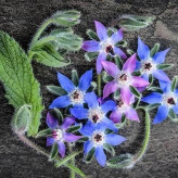 بذر گل گاوزبان اروپایی (بسته 1 گرمی) کد 163