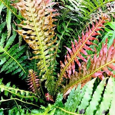 بذر فرن کوچک برگ قرمز (بسته 5 عددی) کد 1199