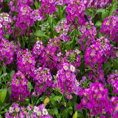 بذر گل عسل (آلیسوم) پاکوتاه الوان (بسته 1 گرمی) کد 2021