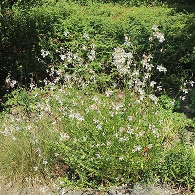 بذر گل مغربی دوساله (بسته 10 عددی) کد 1944