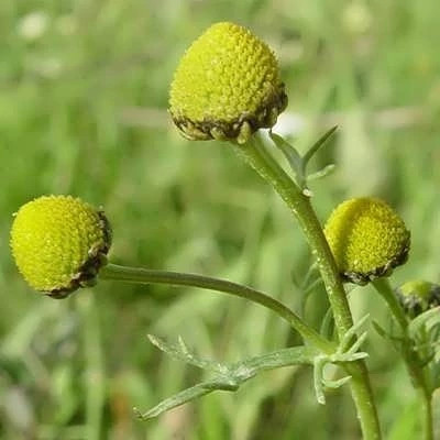 بذر بابونه اورا (بسته 1 گرمی) کد 503