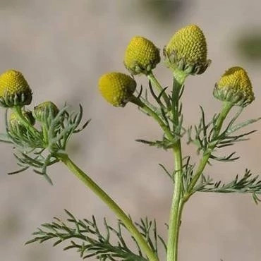 بذر بابونه اورا (بسته 1 گرمی) کد 503
