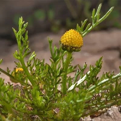 بذر بابونه اورا (بسته 1 گرمی) کد 503