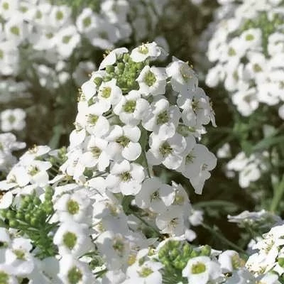 بذر گل عسل سفید (مروارید) (بسته 200 عددی) کد 389