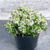 بذر گل عسل سفید (مروارید) (بسته 200 عددی) کد 389