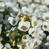 بذر گل عسل سفید (مروارید) (بسته 200 عددی) کد 389
