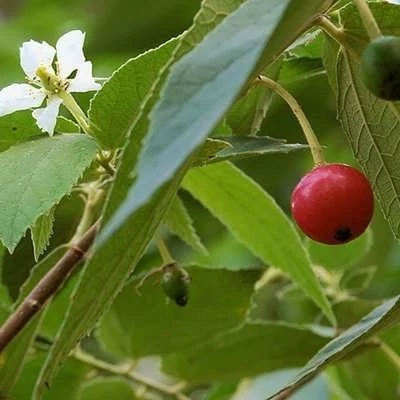 بذر درخت گیلاس جامائیکا (بسته 5 عددی) کد 866