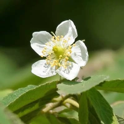 بذر درخت گیلاس جامائیکا (بسته 5 عددی) کد 866
